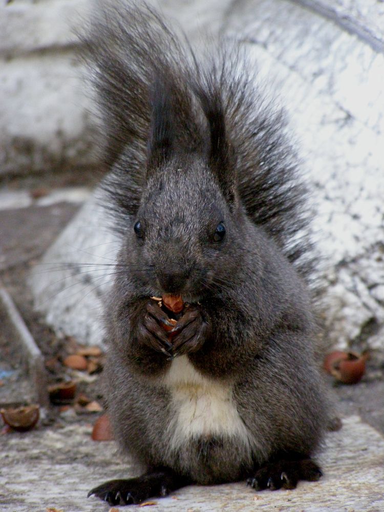 Белка песенки поет, да орешки все грызет