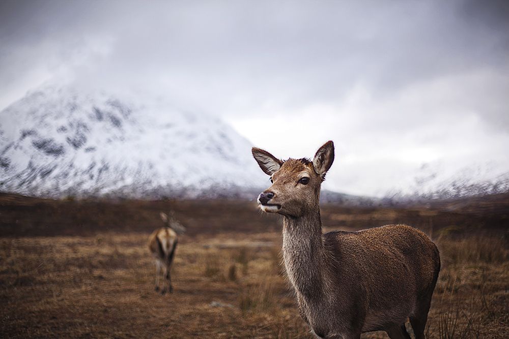 Scottish red deers in winter