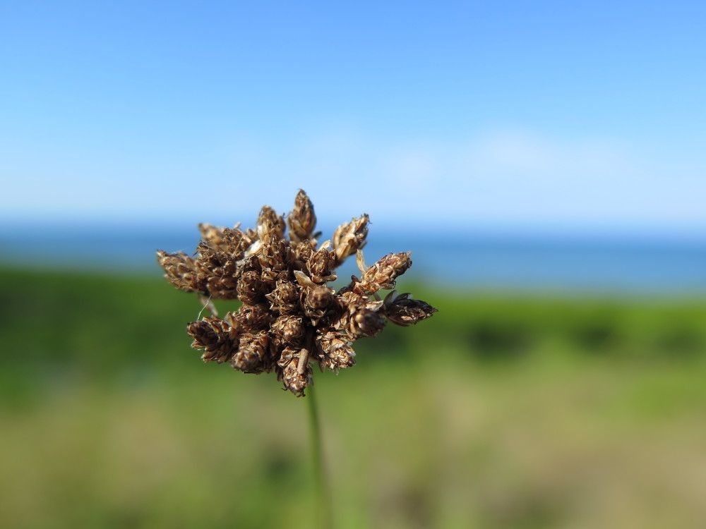 Grass flowers