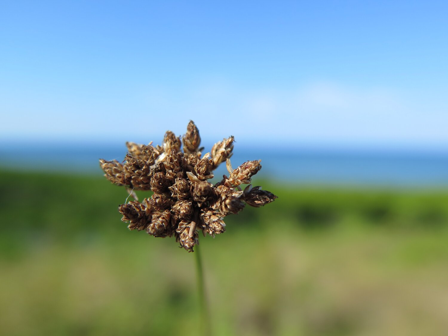 Grass flowers