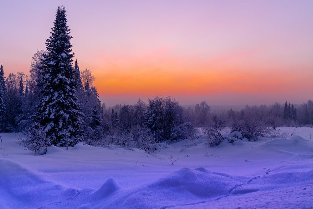 Волшебная ночь в сказочном лесу.