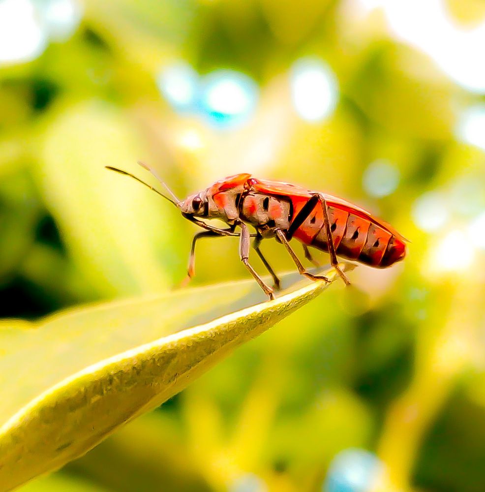 Beetle on the leaf...