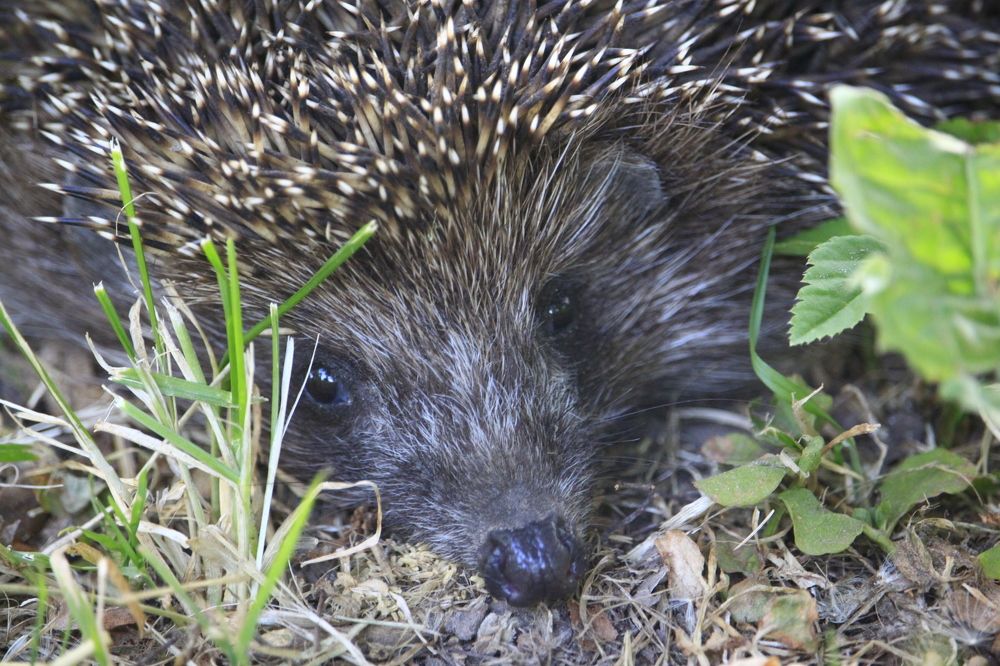 Please, don't hurt me