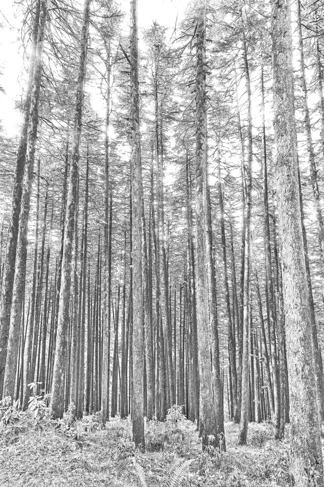 Cedars of Harsil in Himalayas