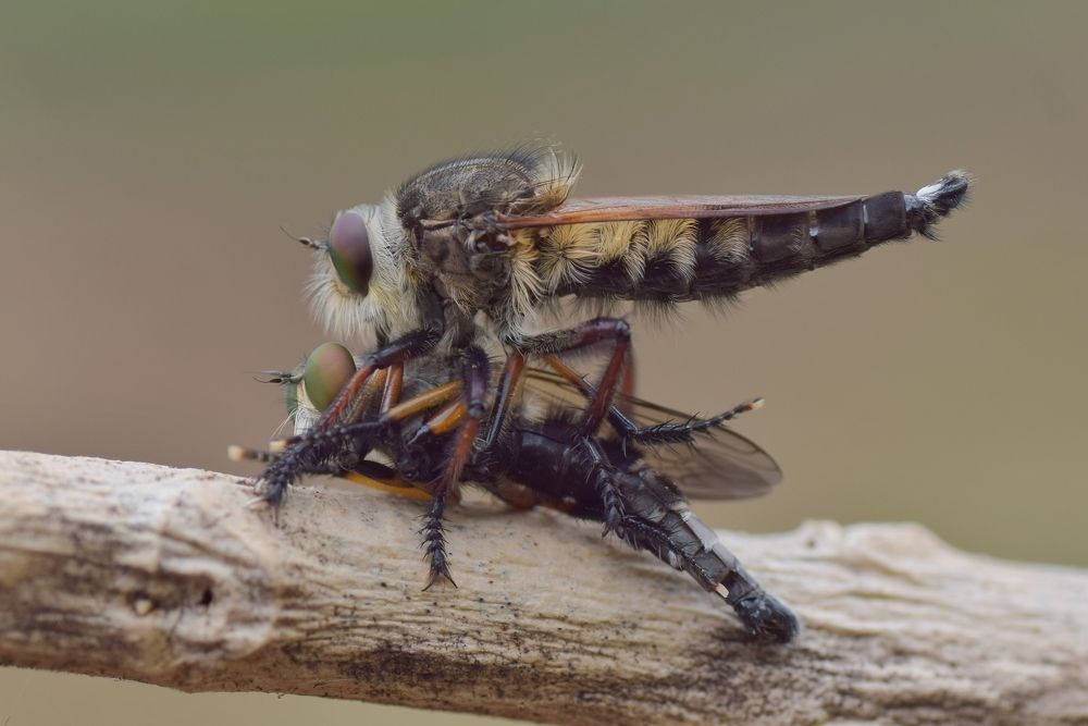 Robberfly