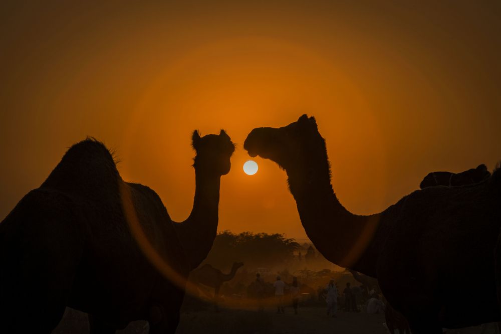 Love is in the air...