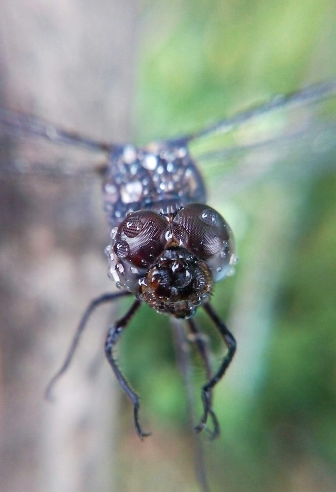 MObile Macro photography