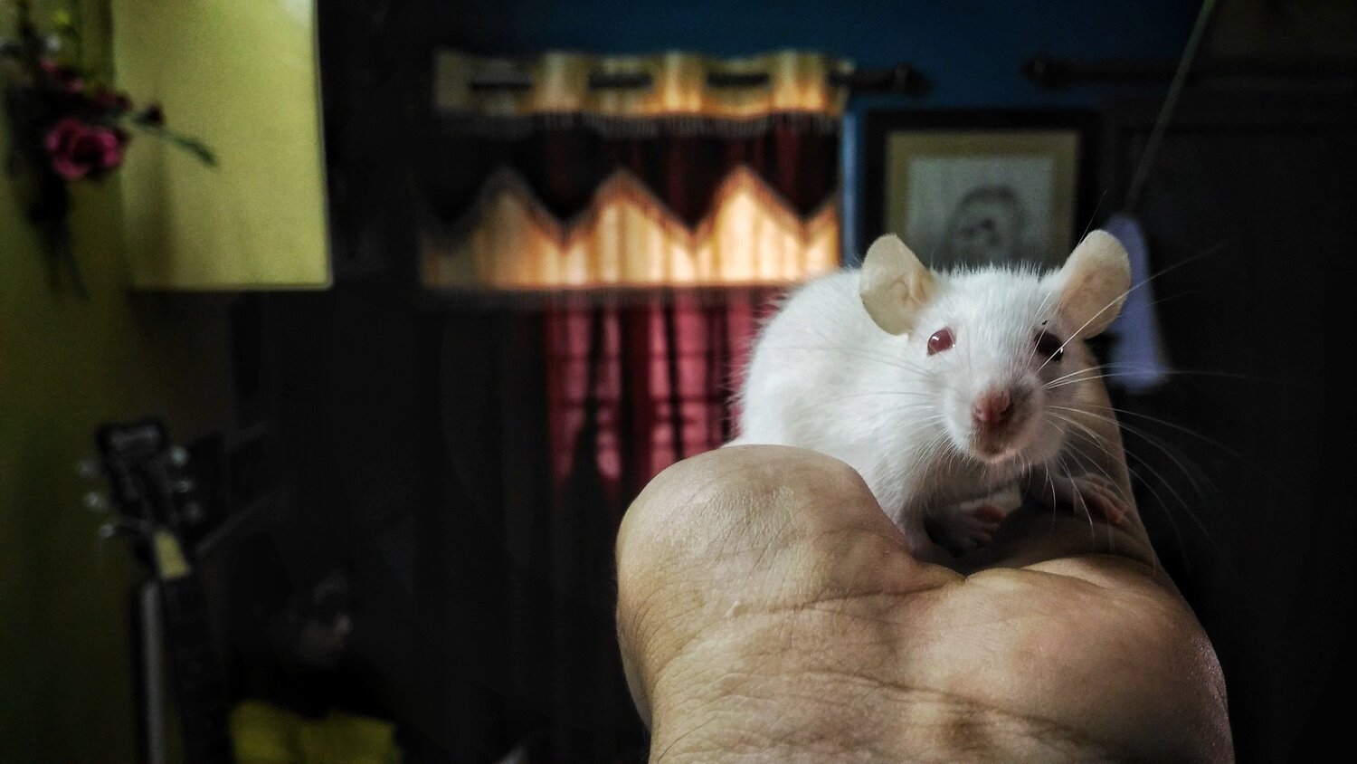 White Rat