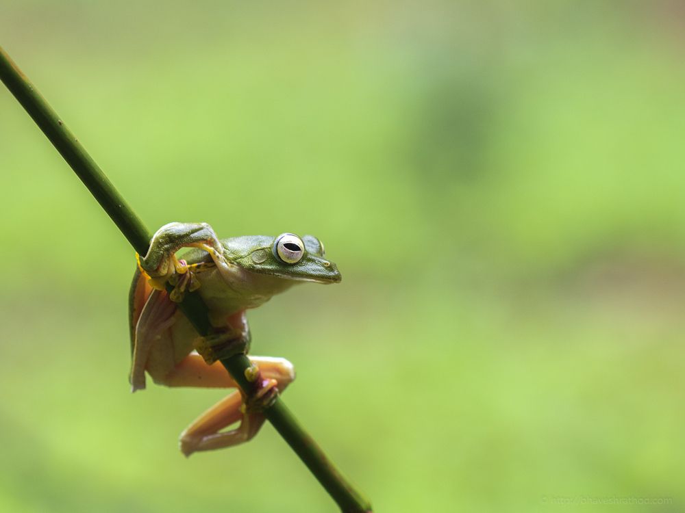 Malabar Gliding Frog