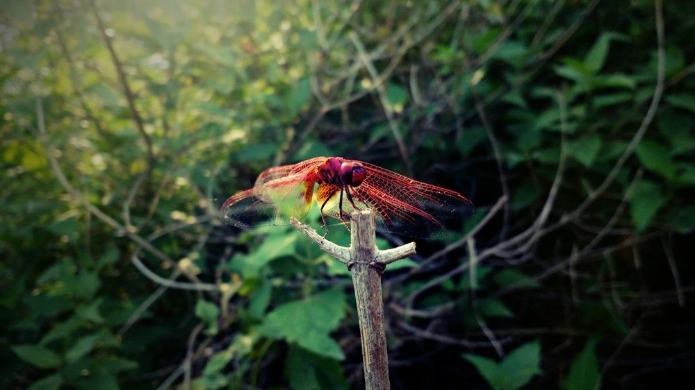 Photograph by janardan mahato
