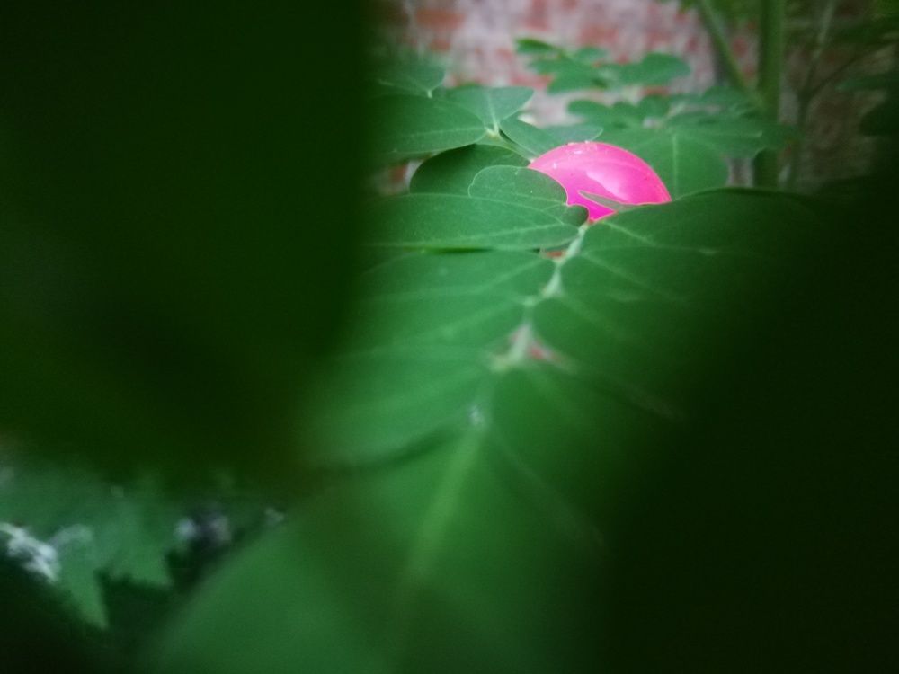 The ball in green leaves