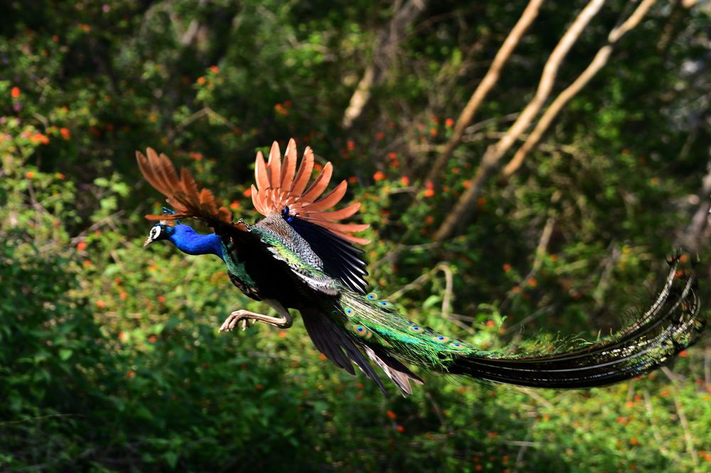 peacock jump