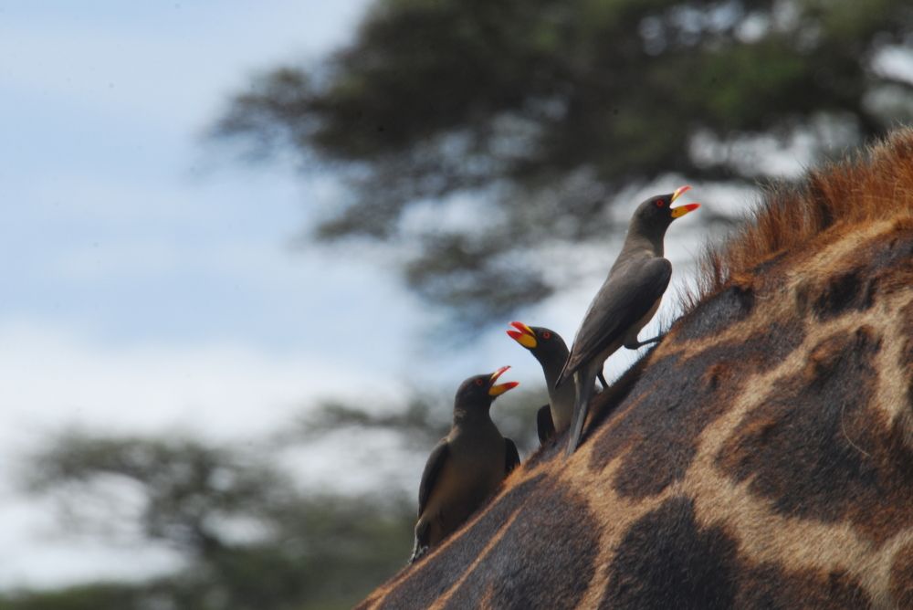 Yellow billed oxpecker