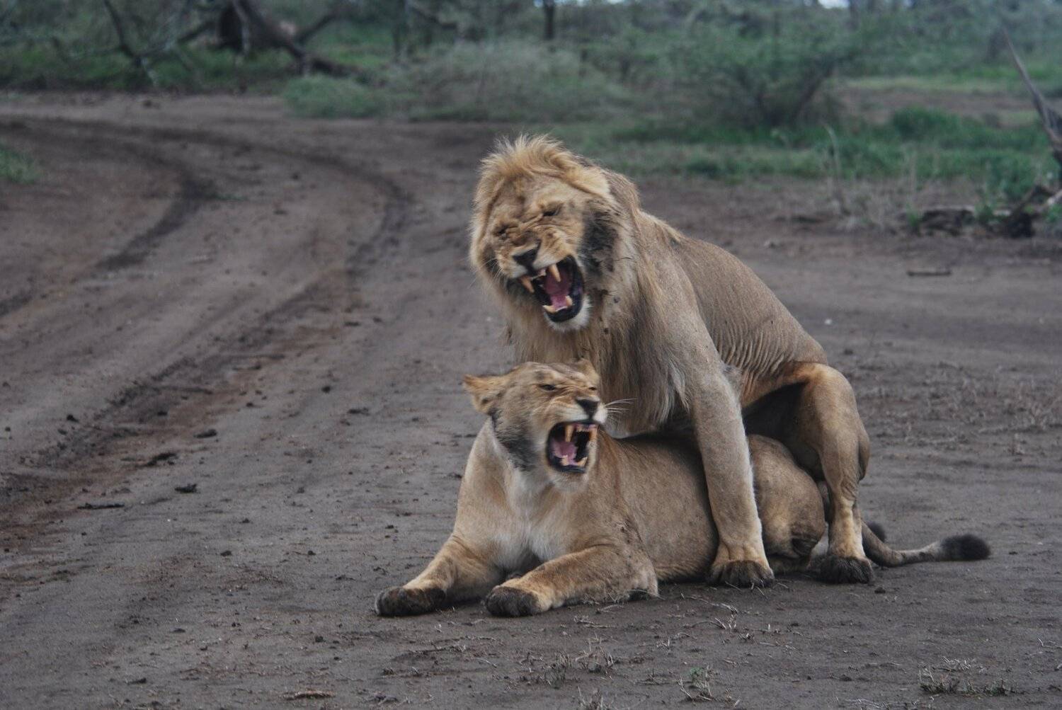 Lion and lioness