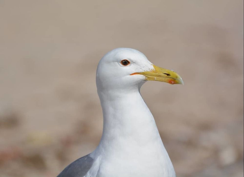 Голодная чайка