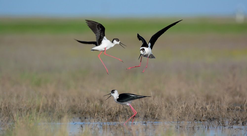 Танцуют все.
