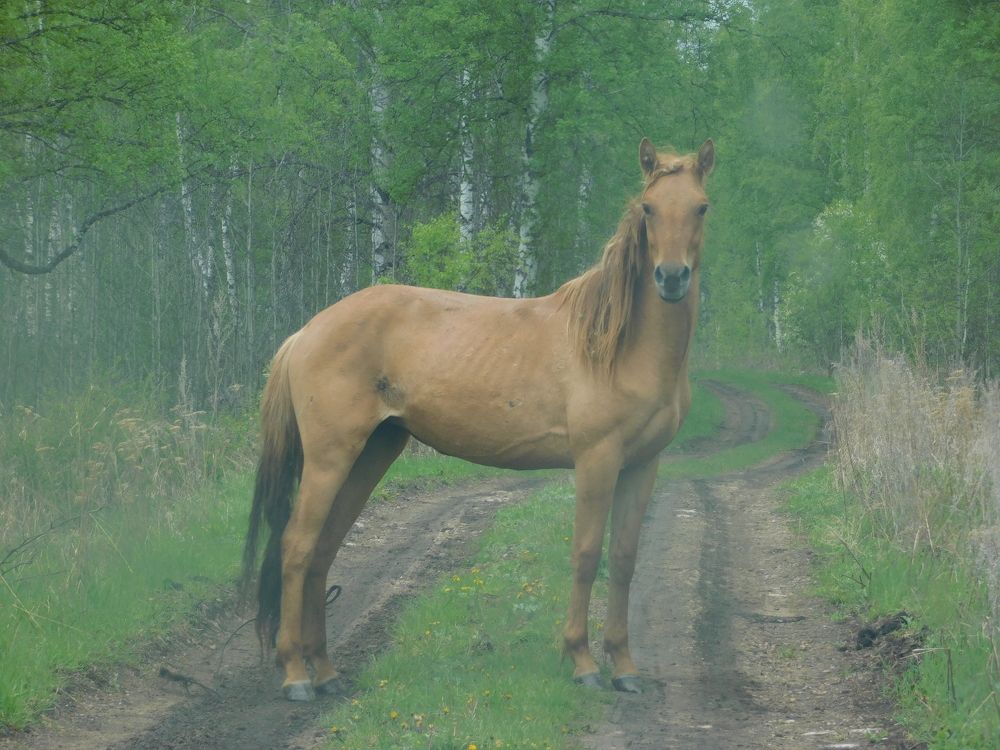 лошадь в тумане