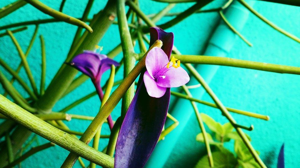 Cool violets