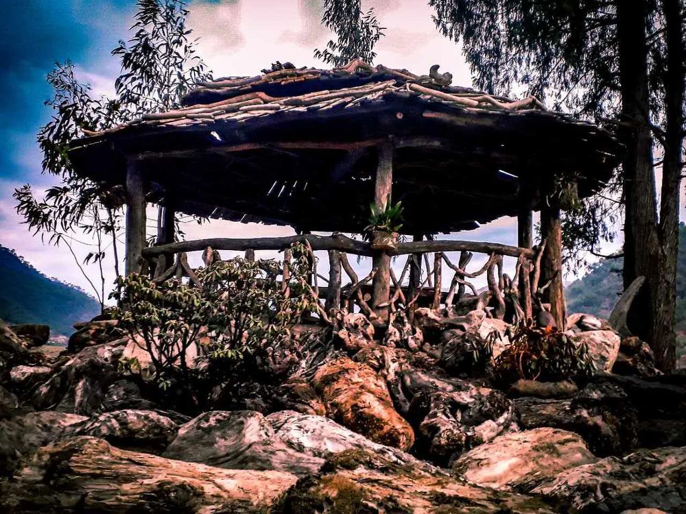 Driftwood canopy
