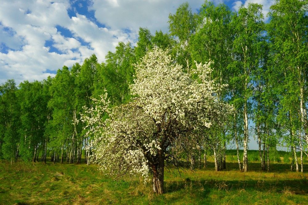 Яблоня в цвету