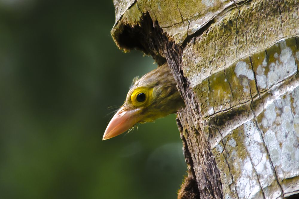 Barbet in Nest