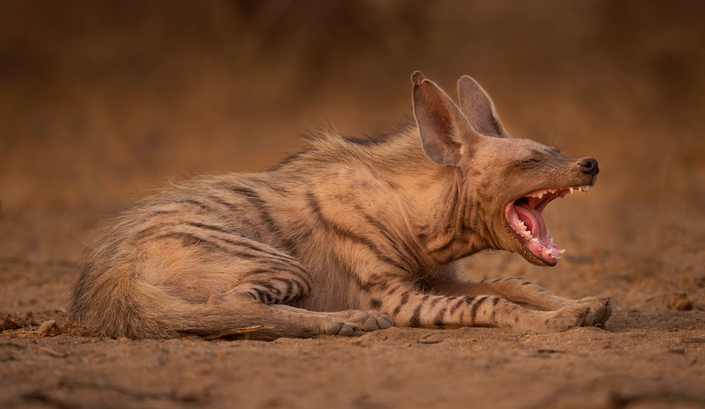 Lazy Evening - Striped Hyena