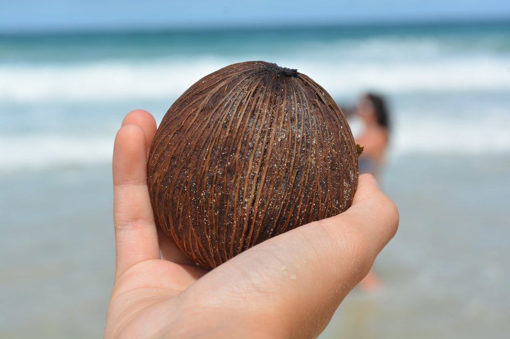 Молодой кокос