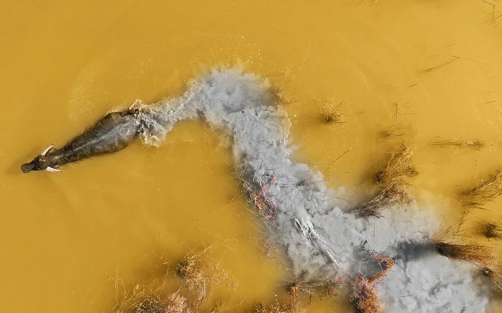 buffaloes from above