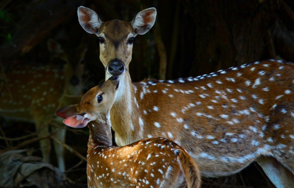 Spotted deer