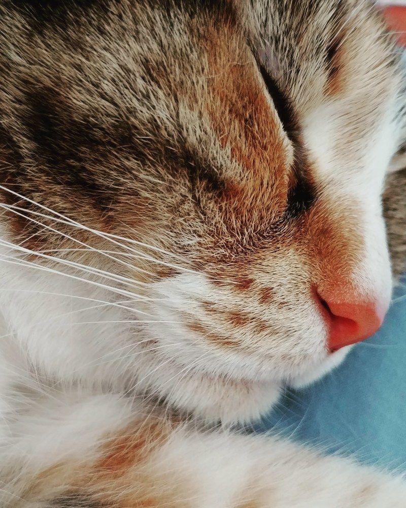 Sweet Dreams