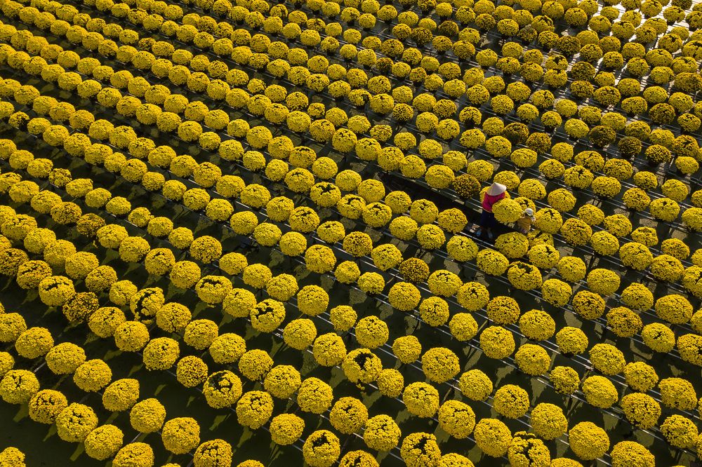 Làng hoa sa đéc vào xuân