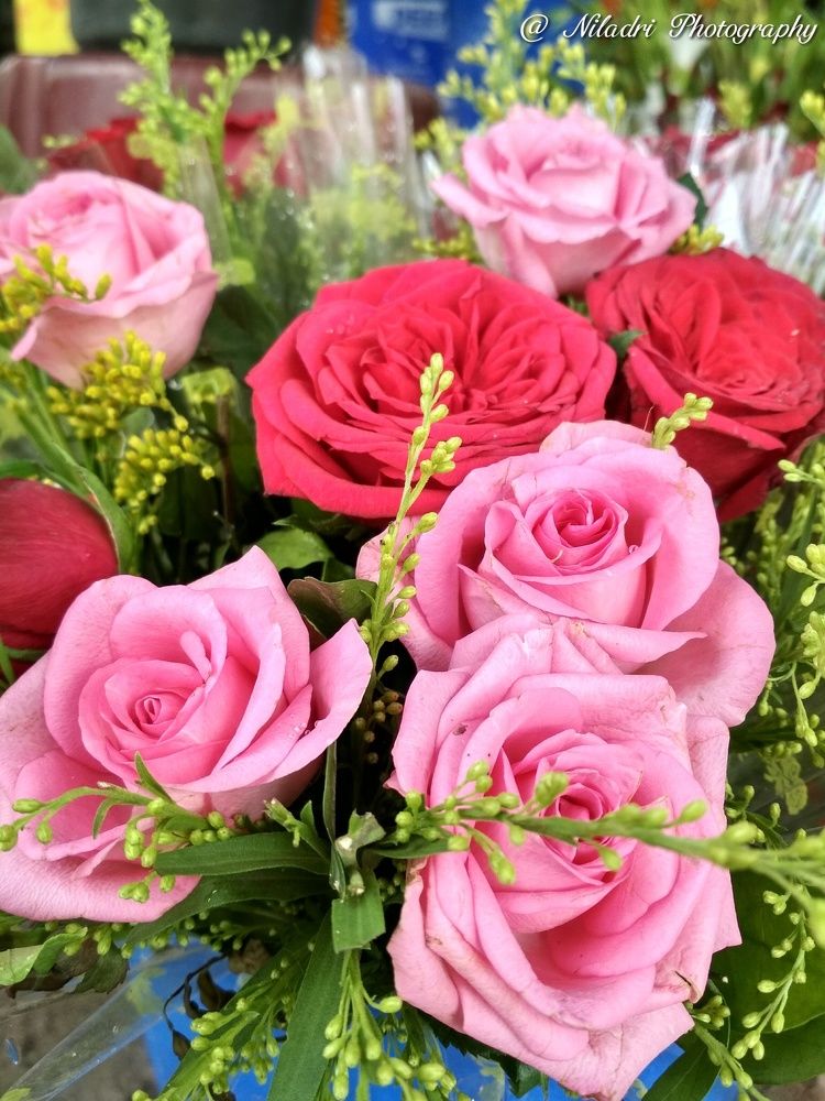 Roses