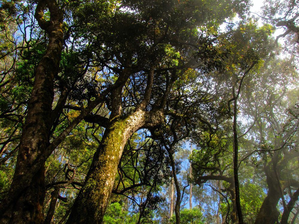 Magical Forest