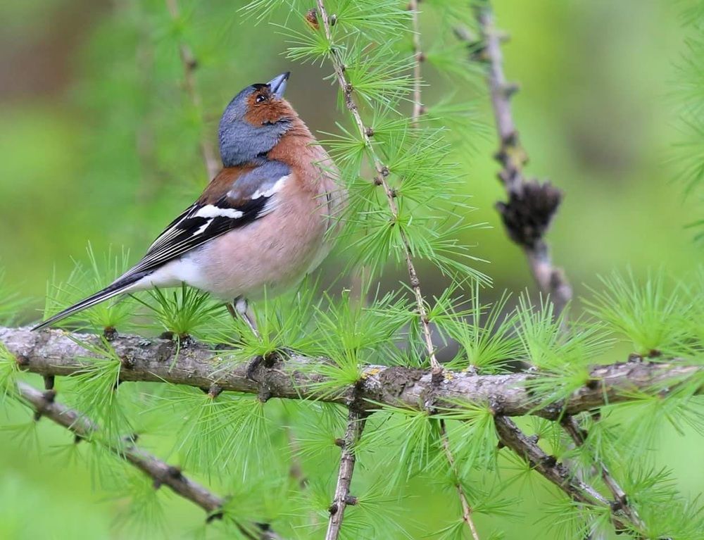 Зяблик обыкновенный