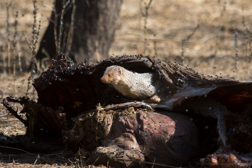 Slurp .. Indian Grey Mongoose with it's lunch