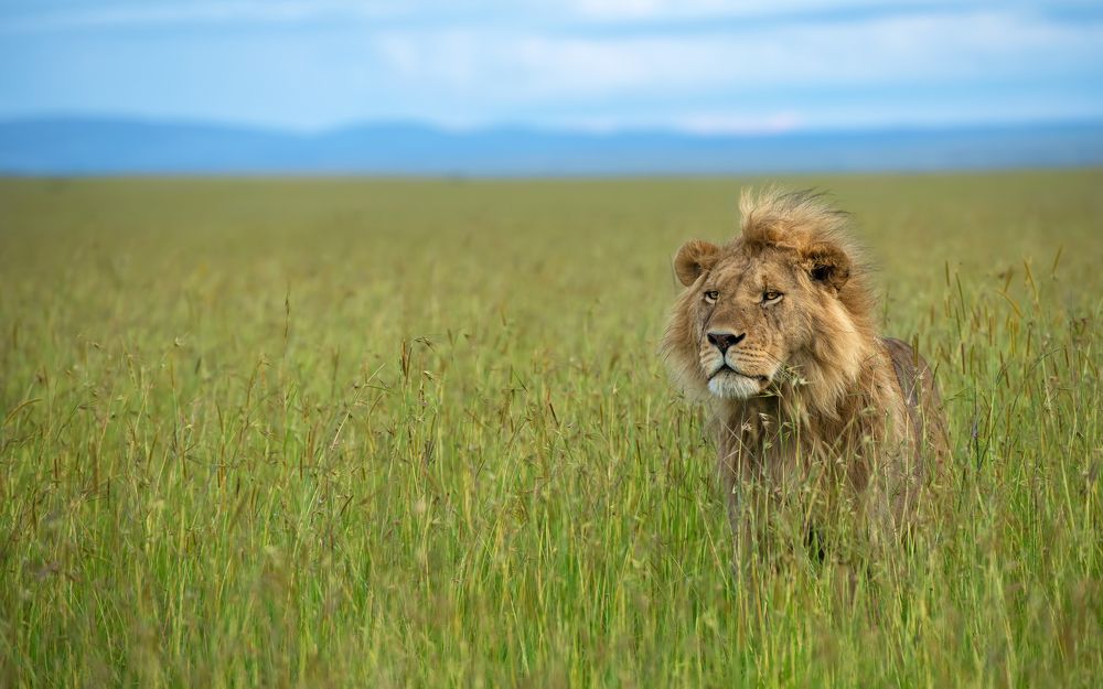 king searching of prey