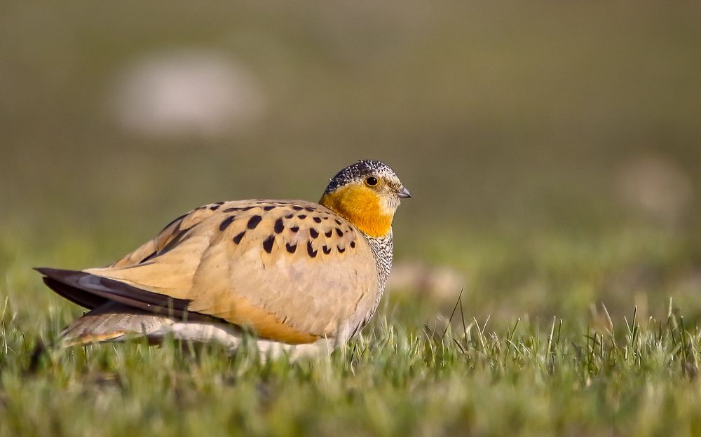 Tibetan Sandgrouse