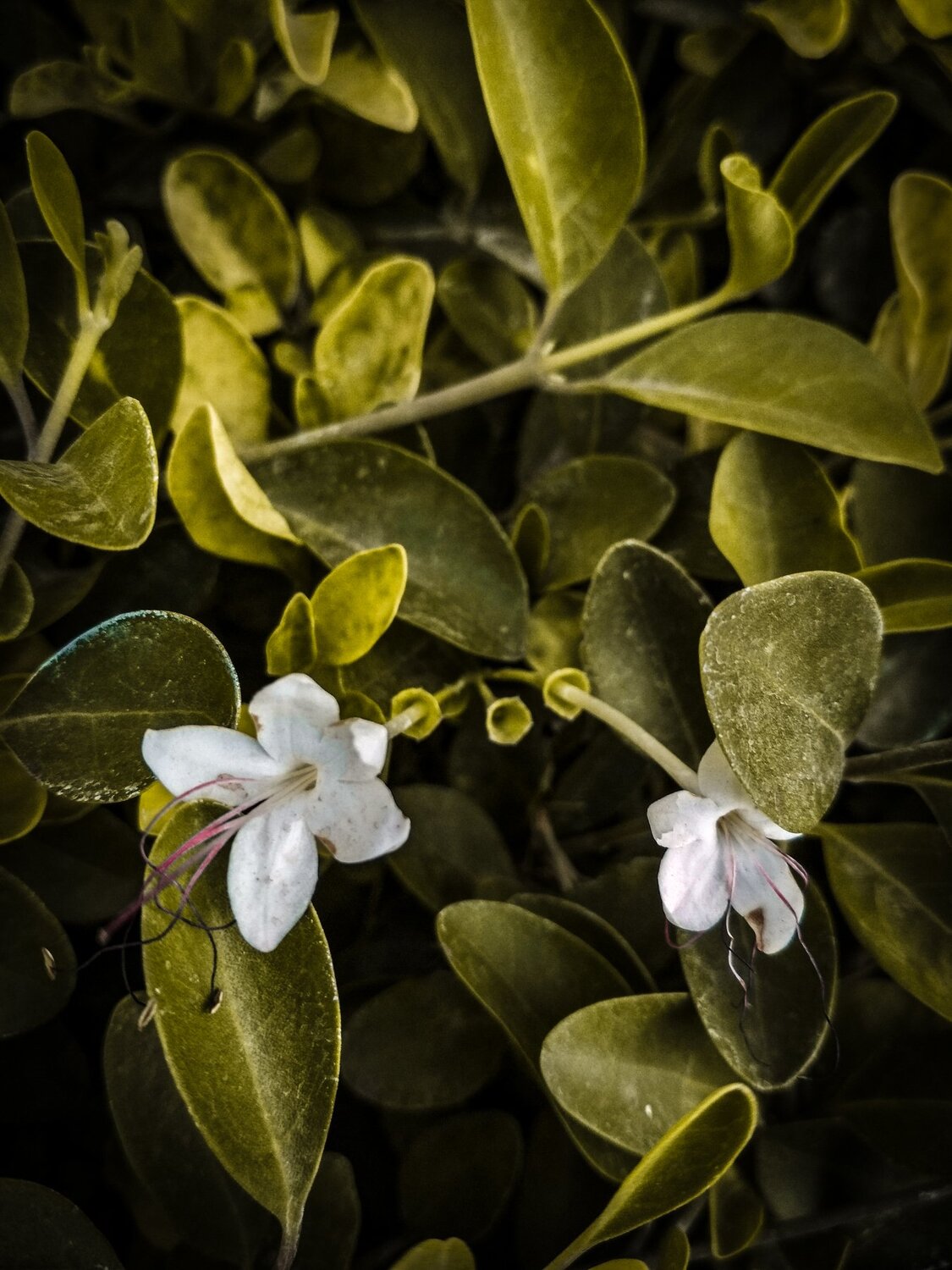 White flower