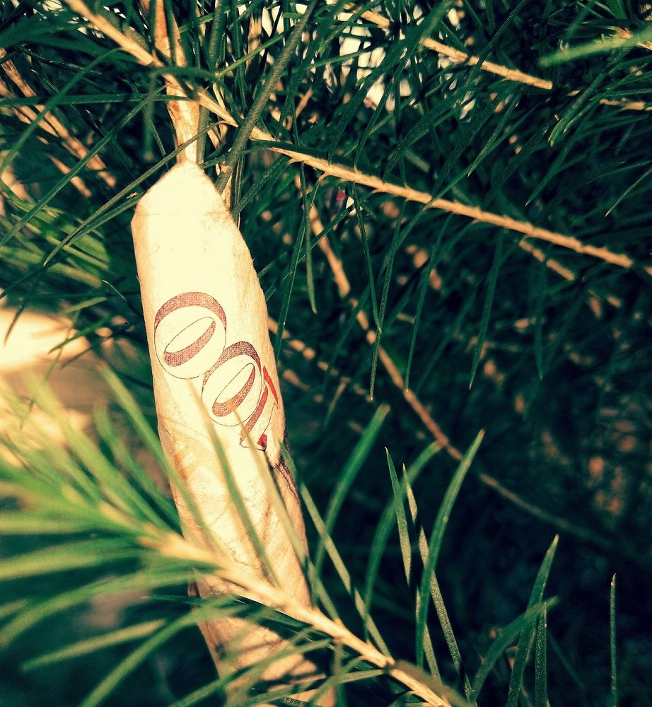 Kenyan Money Tree