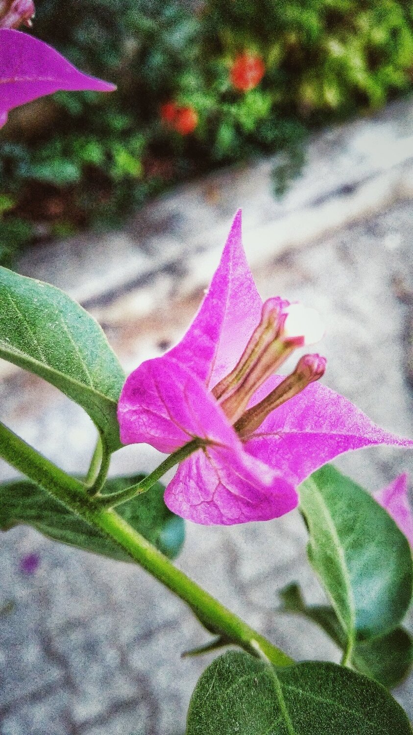 flower