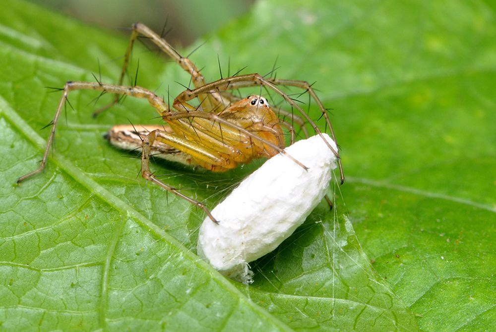 LYNX SPIDER EGG SAC