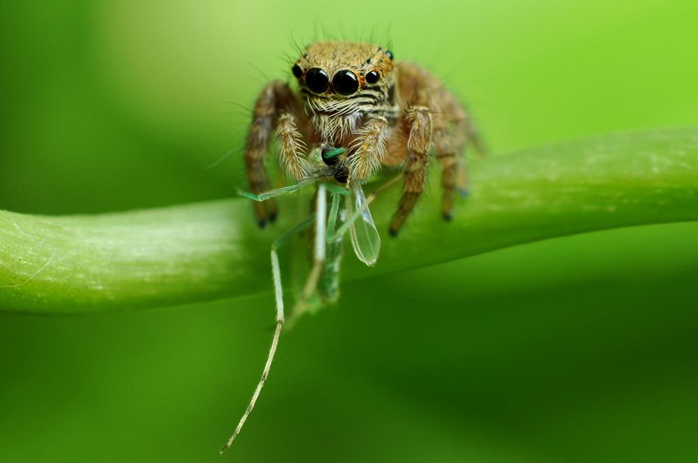 JUMPING SPIDER LUNCH