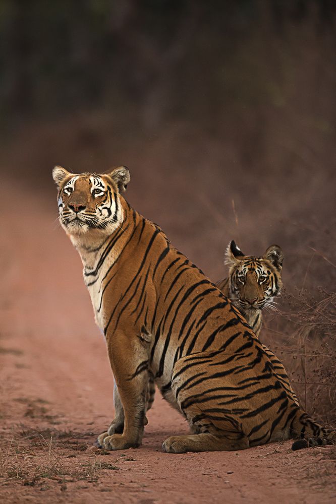 Viewing World In Mothers Direction