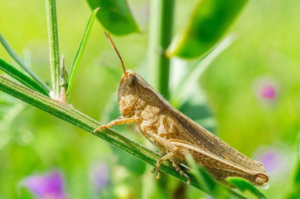 Кузнечик