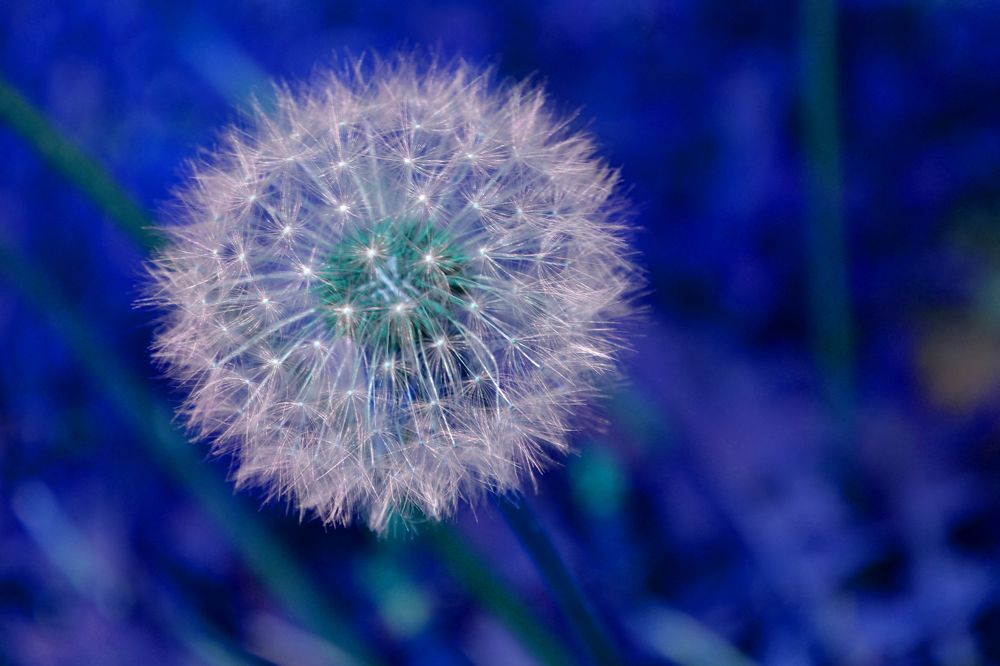 Одуванчик-фейерверк