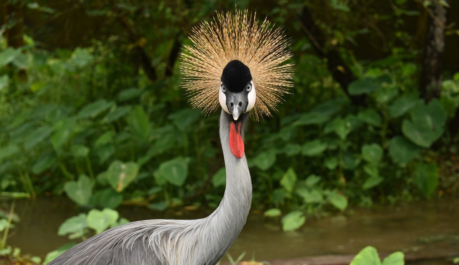 Pride Of Jungle