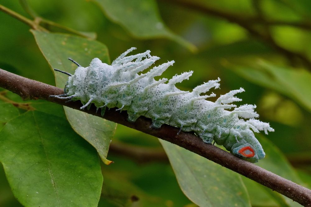 Будущая бабочка. Attacus atlas.