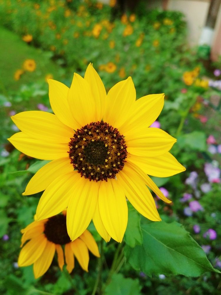 Sunflower