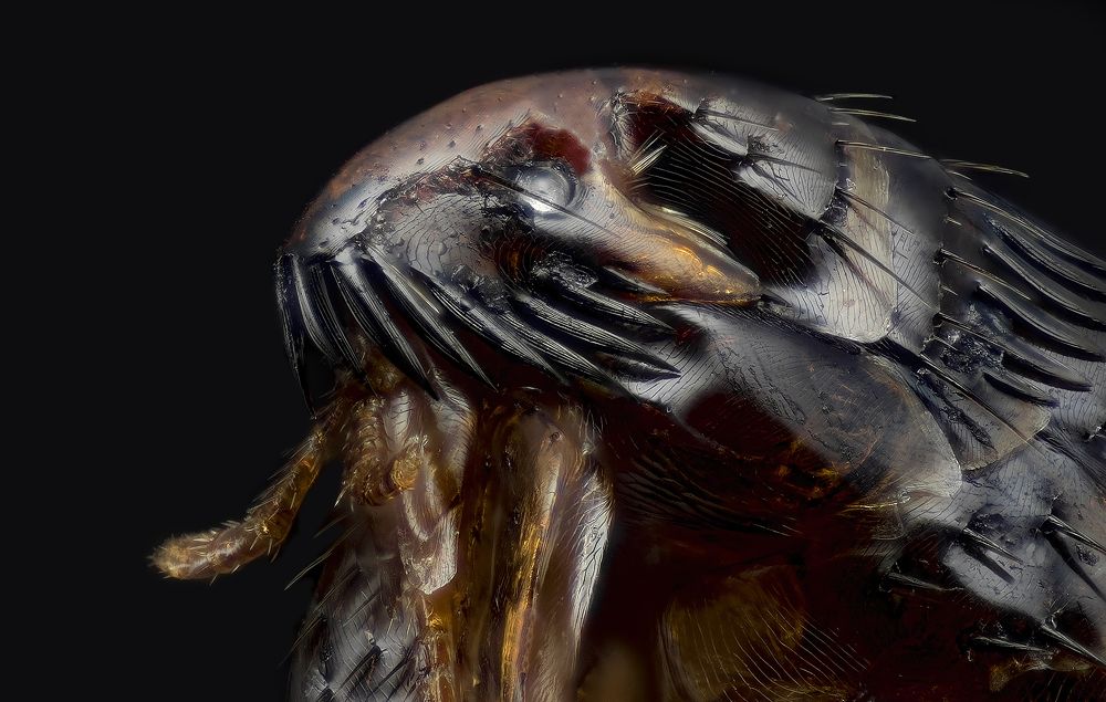 Flea head