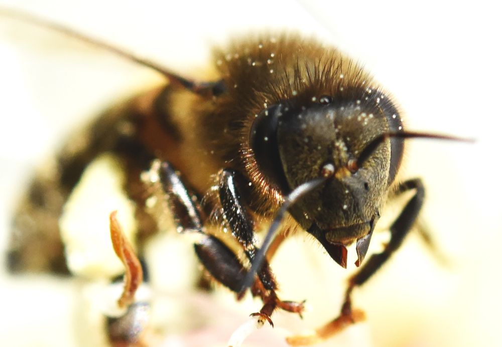 Bee